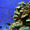 Korallenriffs sind eine der Hauptattraktionen für Touristen 