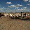 Tränken von Schafen, Ziegen und Trampeltieren an einem Brunnen in der Südgobi