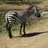 Ein Steppen-Zebra – erkennbar an den breiten schwarzen und weißen Streifen – grast in der Serengeti.