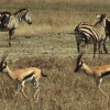 Zwei grazile Thomson-Gazellen gemeinsam mit Steppen-Zebras in der Grassavanne der Serengeti