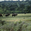 Eine Herde Kaffernbüffel im waldreichen Teil der Serengeti