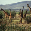 Masai-Giraffenherde – erkennbar an der weinlaubartigen Musterung – in der Buschsavanne der Serengeti