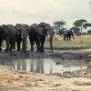 Großohrige Afrikanische Elefanten an der Suhle in der Akaziensavanne der Serengeti