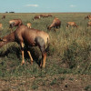 Topis, eine Antilopenart, in der Grassavanne der Serengeti