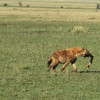 Tüpfelhyäne mit Jagdbeute auf dem Wege zu ihren Jungen, Grassavanne der Serengeti