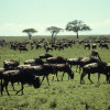 Die Gnus sammeln sich zu Herden, bevor die jährliche große Tierwanderung in der Serengeti beginnt.