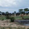 Akazien durchsetzte Baumsavanne in der Serengeti mit großer Herde Afrikanischer Elefanten, die gerade die Suhle verlassen haben 