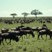 Die Gnus sammeln sich zu Herden, bevor die jährliche große Tierwanderung in der Serengeti beginnt. 