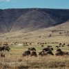 Riesige Gnu-Herden grasen im Ngorongoro-Krater 
