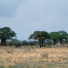 In der Baumsavanne des Tarangire-Nationalparks sind die hunderjährigen Affenbrotbäume (Baobabs) sogar waldbildend. 