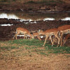 Impalas, an zwei schwarzen Streifen in ihrem Spiegel erkennbar, im Tarangire-Nationalpark 