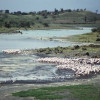 Die Momella-Seen im Arusha-Nationalpark, im alkalischen (basischen) Schlamm fischen hunderte Flamingos nach Nahrung 