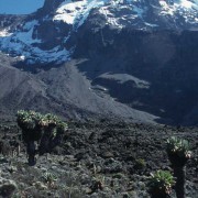 „Urzeitliche“ Senecien (Riesenkreuzkräuter) in 3900 m Höhe am Südhang des Kibo (Kilimandscharo); am Gipfel sind der Heim-, Kersten- und Decken- Gletscher sichtbar (v.l.n.r.) 