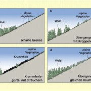 Grundtypen der klimatischen Waldgrenze 