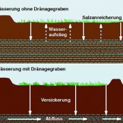 Bewässerungsfeldbau und Verhinderung von Bodenversalzung 
