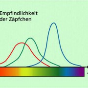 Die drei Arten von Zäpfchen sind für unterschiedliche Farben (Wellenlängen) empfindlich. 