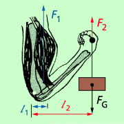 Hebel In Physik | Schülerlexikon | Lernhelfer