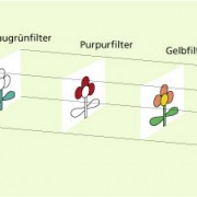 Die drei Farbschichten eines Farbdias wirken wie drei Farbfilter. 